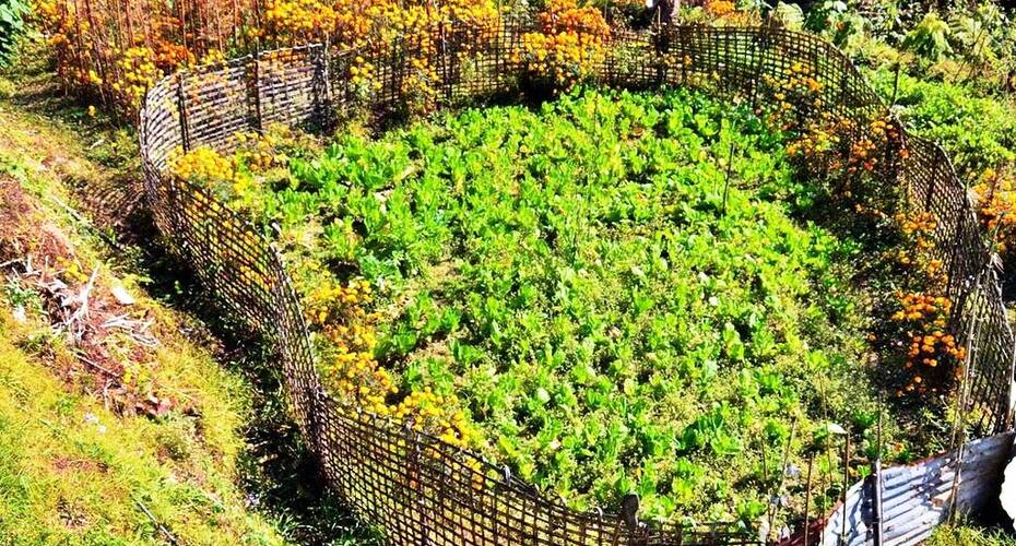 Kettle Valley Home Stay, Kurseong 4
